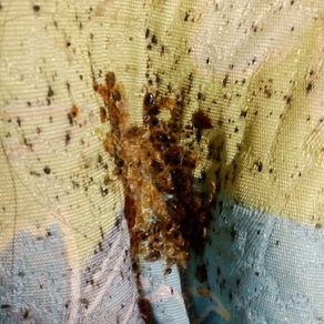 Уничтожение насекомых в Симферополе (гостинка)