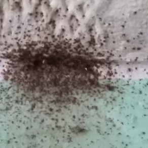 Уничтожение насекомых – Симферополь