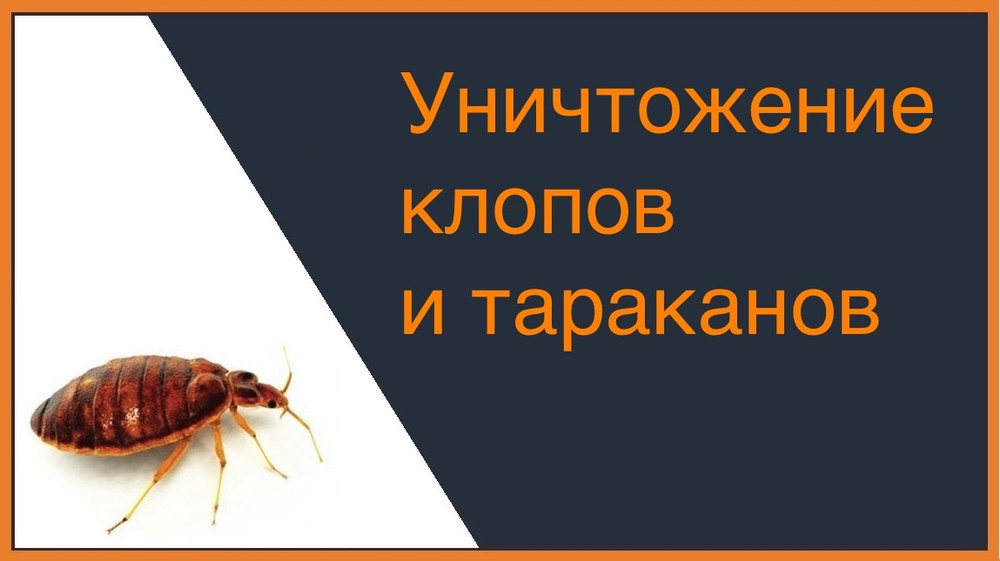 Уничтожение клопов и тараканов в Симферополе
