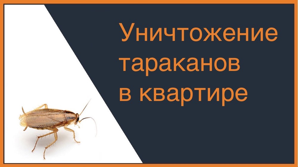 Уничтожение тараканов в квартире в Симферополе