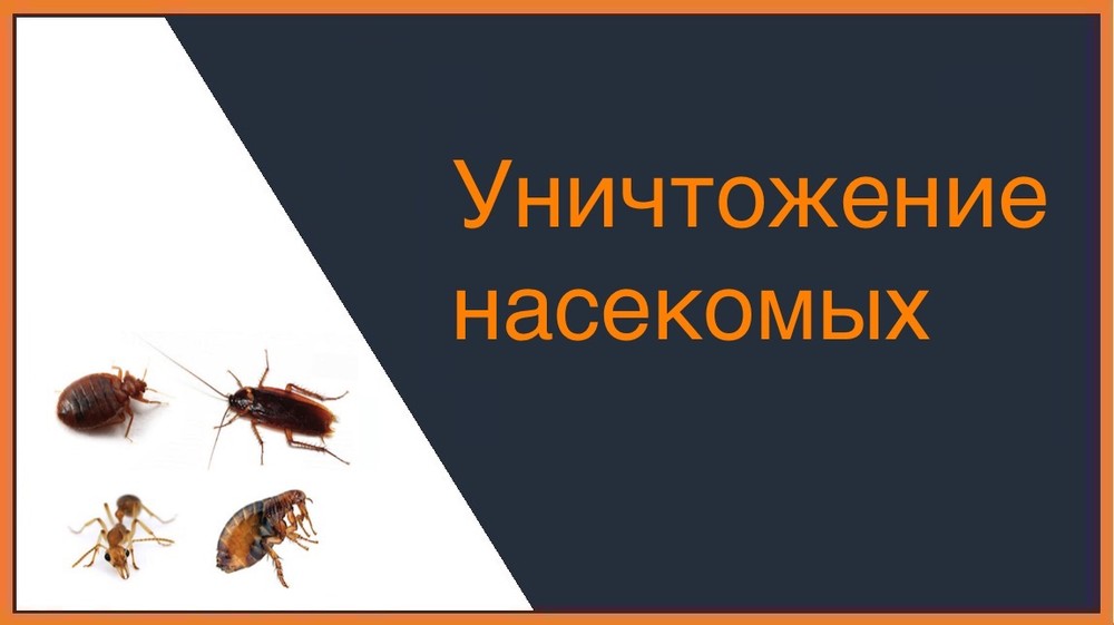 Уничтожение насекомых в Симферополе
