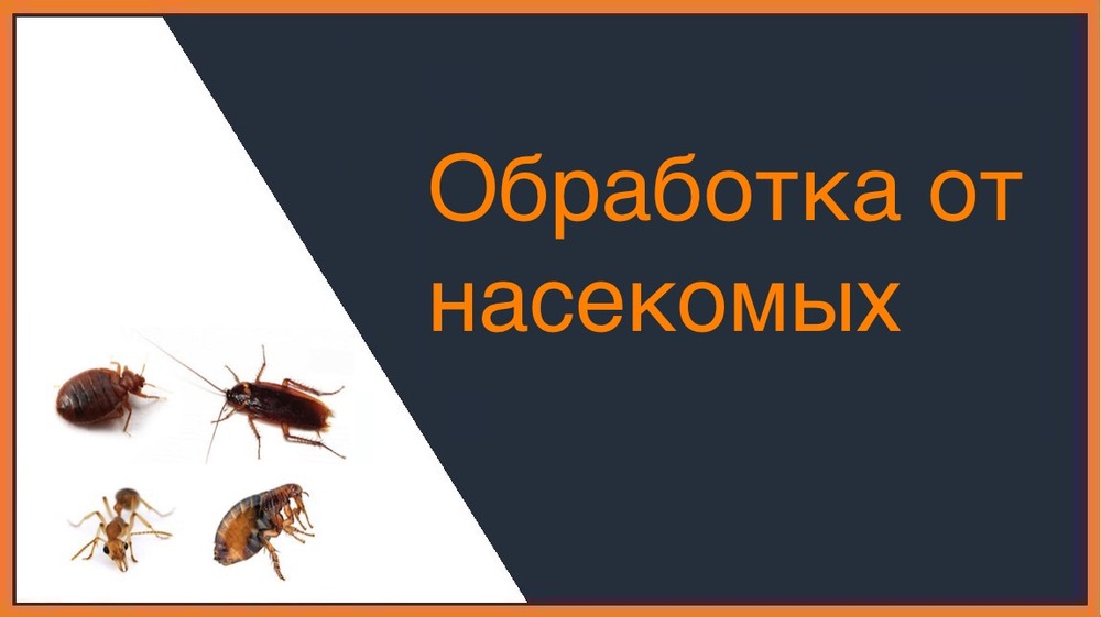 Обработка от насекомых в Симферополе
