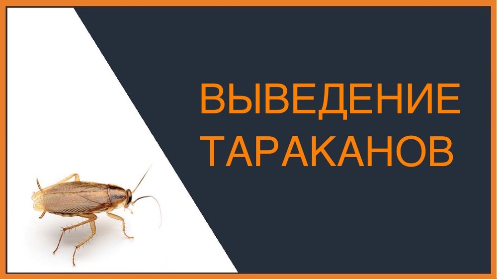 Выведение тараканов в Симферополе