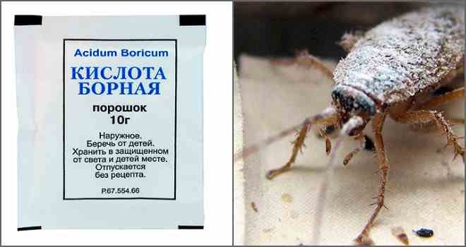 Борная кислота от тараканов – отзывы в Симферополе