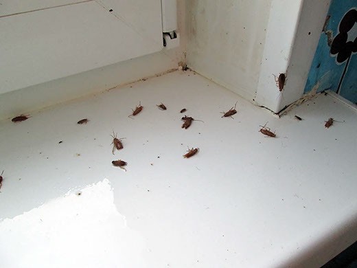 Дезинфекция от тараканов в Симферополе – цены