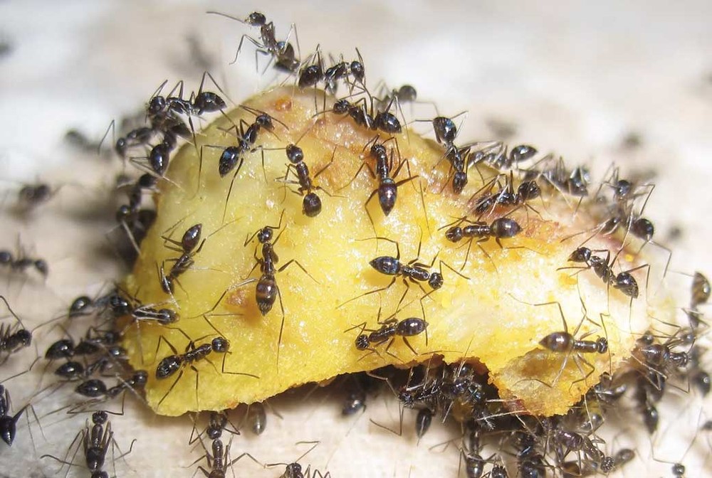 Уничтожение муравьев в квартире в Симферополе